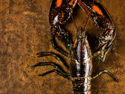 whole lobster