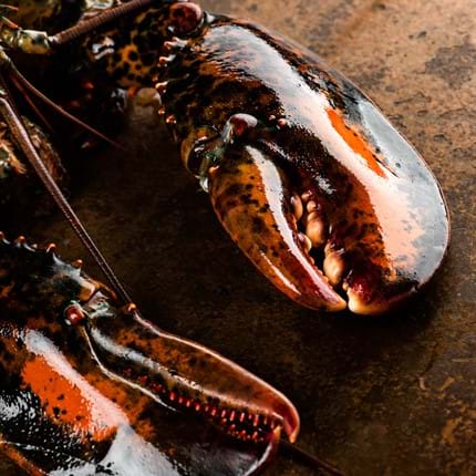 close up crab claw
