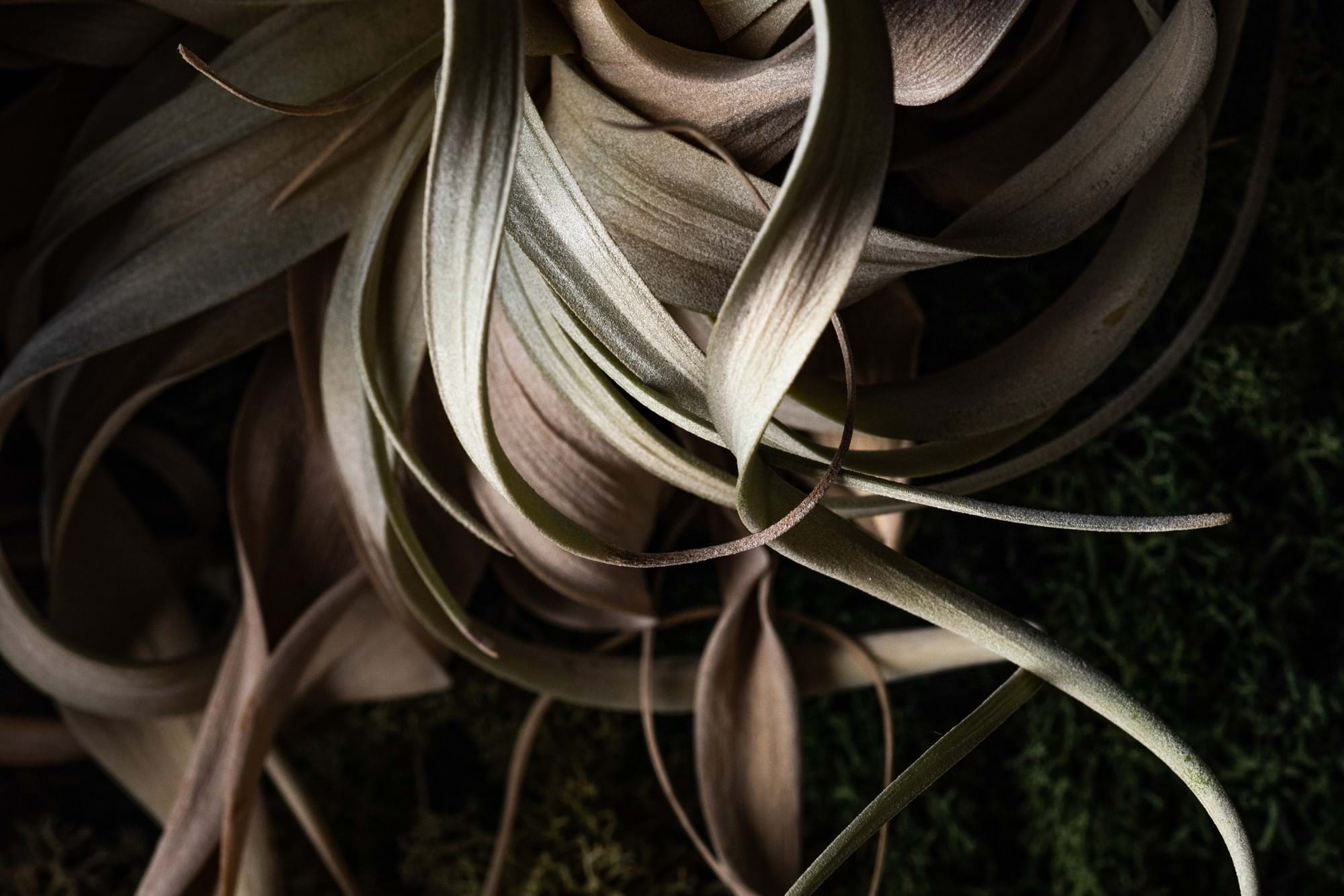 vines