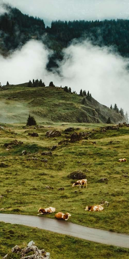 Cows grazing