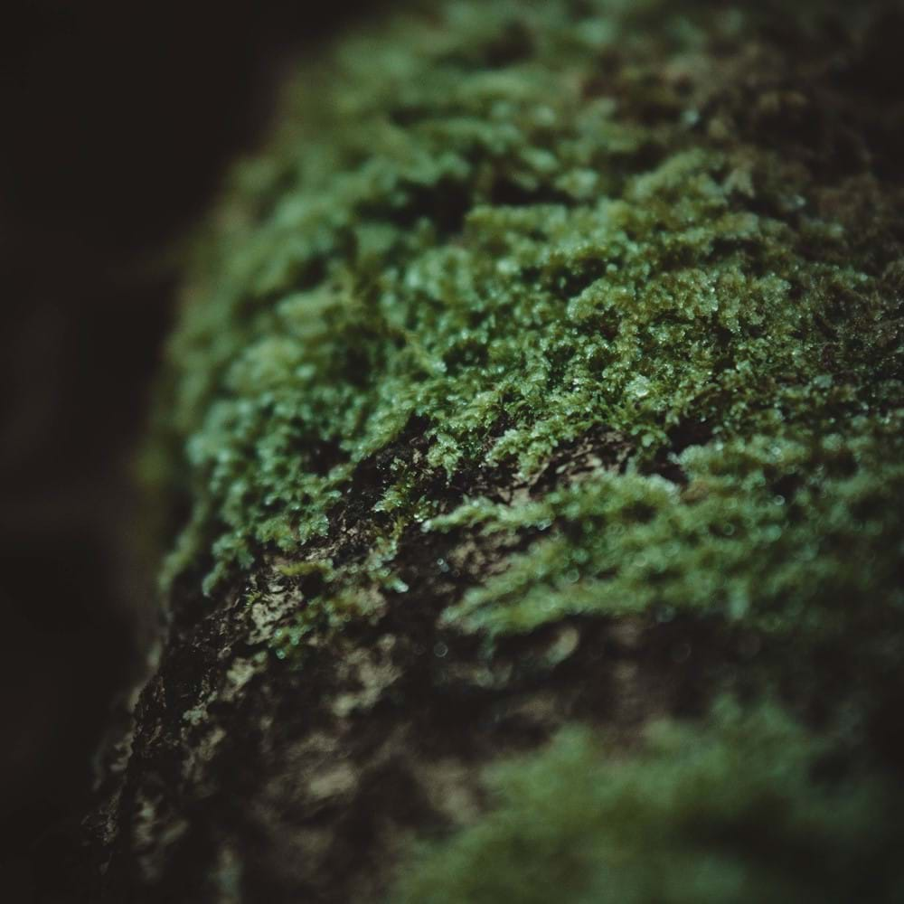 moss