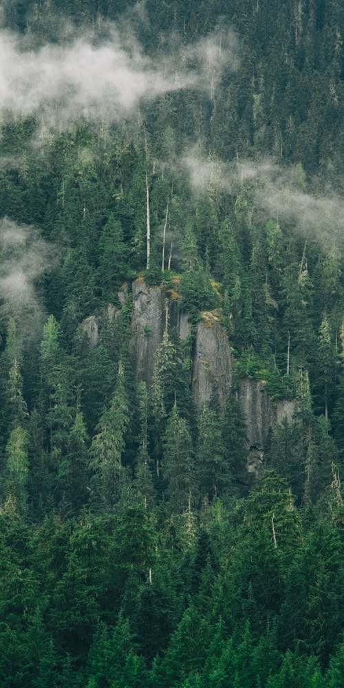 low cloud over forest