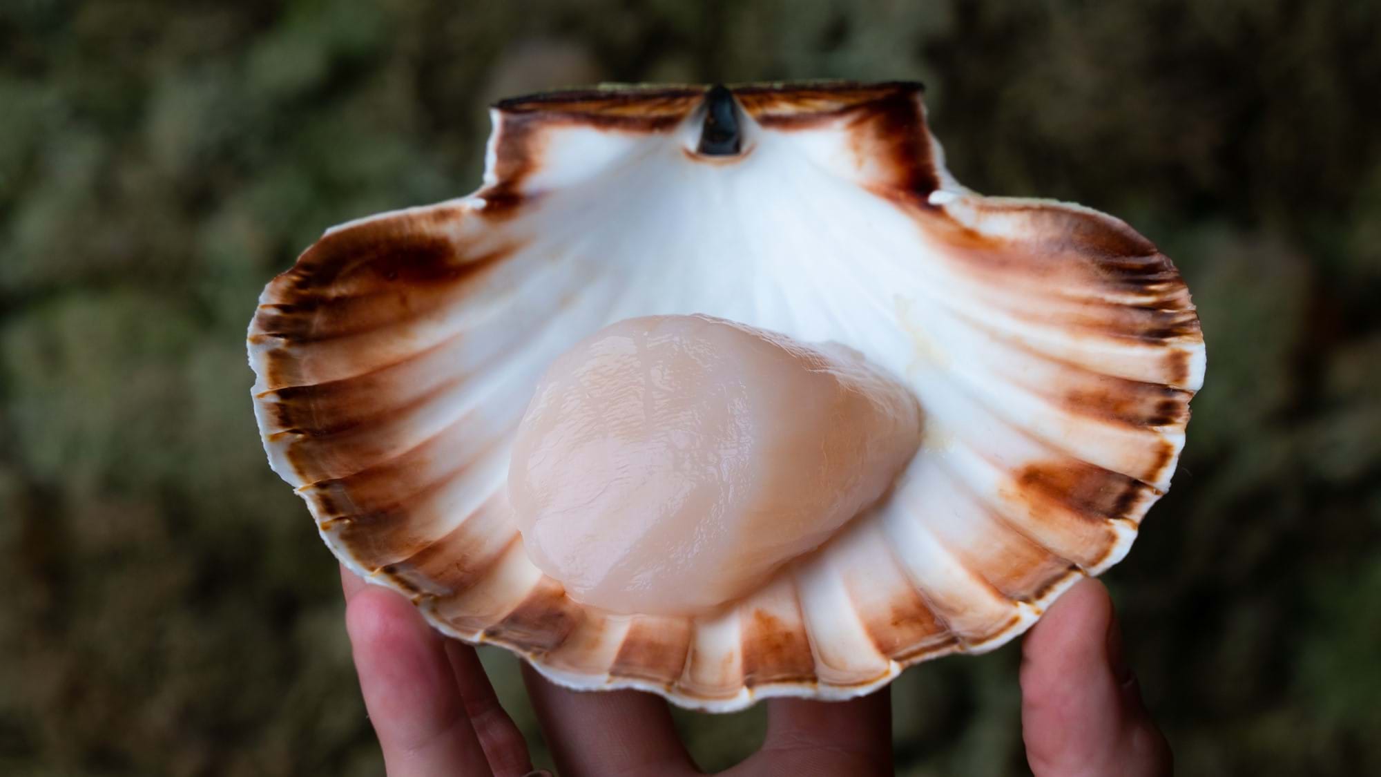 scallop in hand