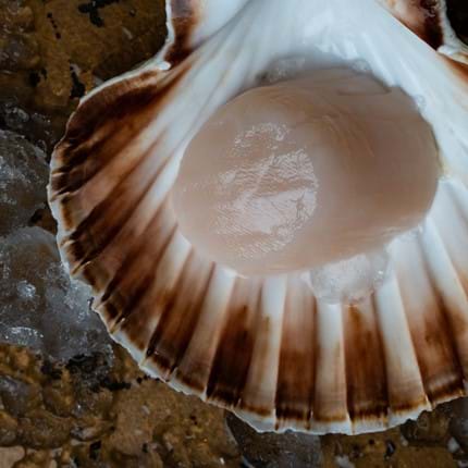 scallop