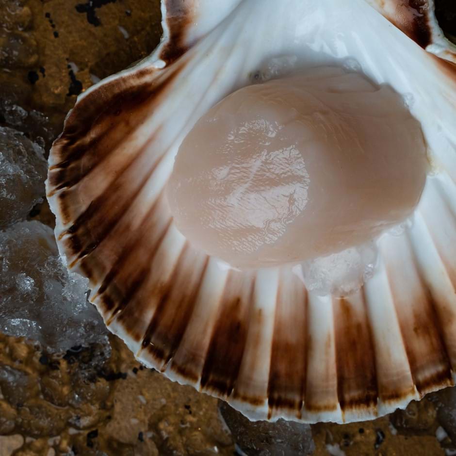 scallop