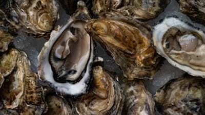 oysters