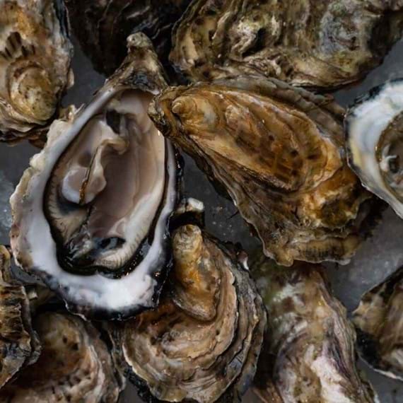 oysters