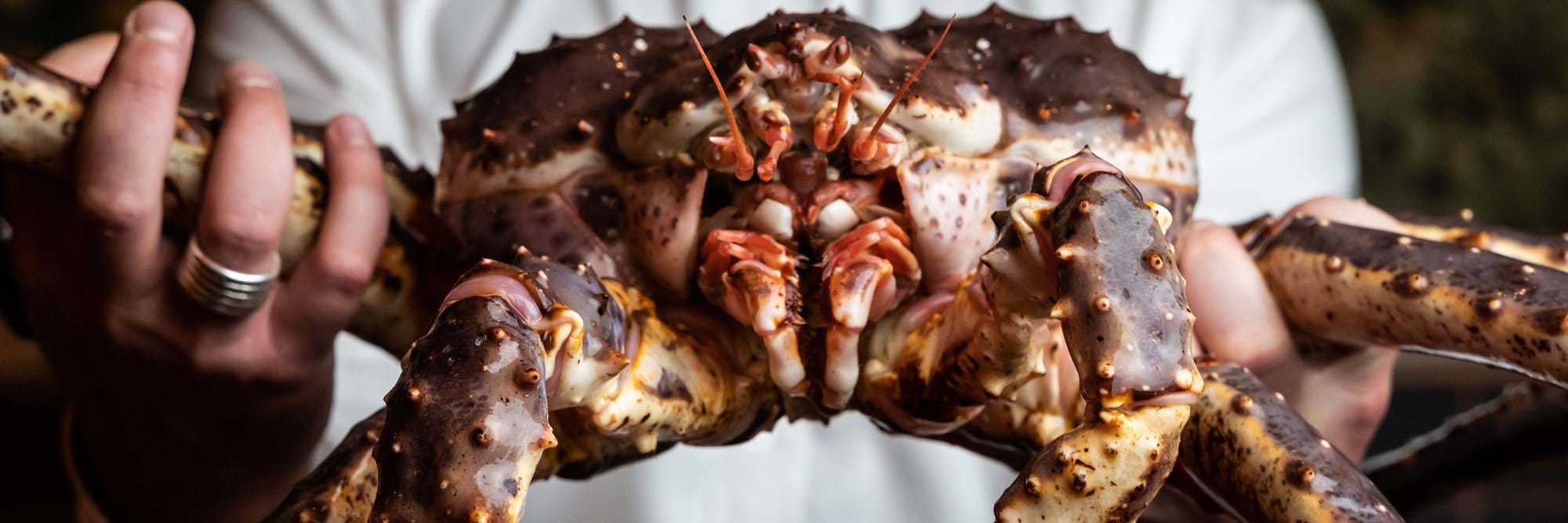 person holding a crab