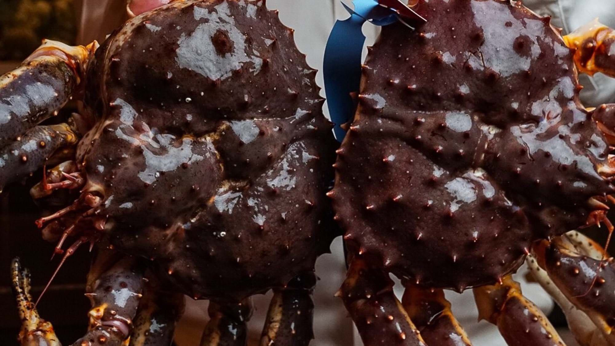 person holding two crabs