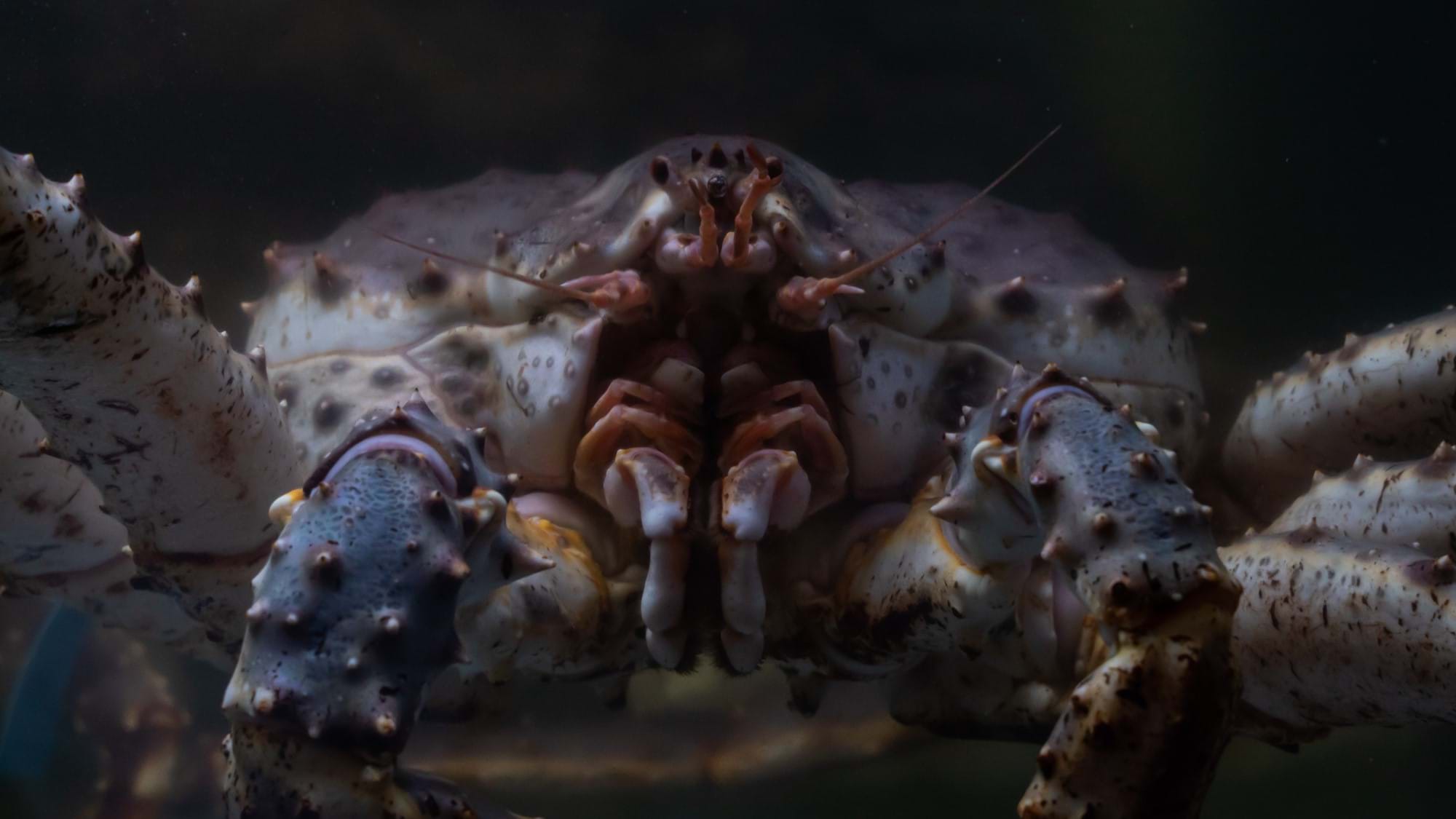 face of crab