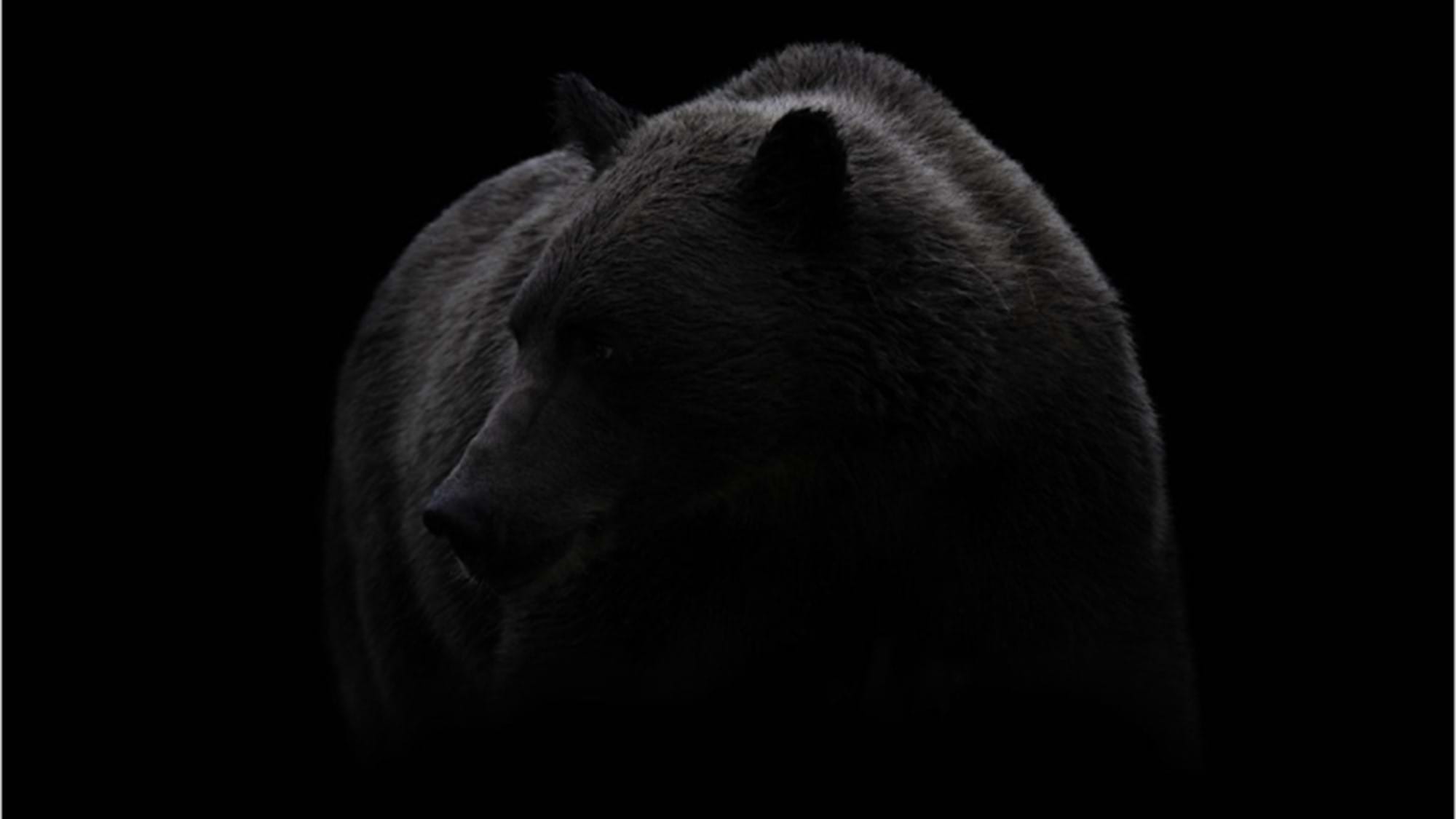 black bear