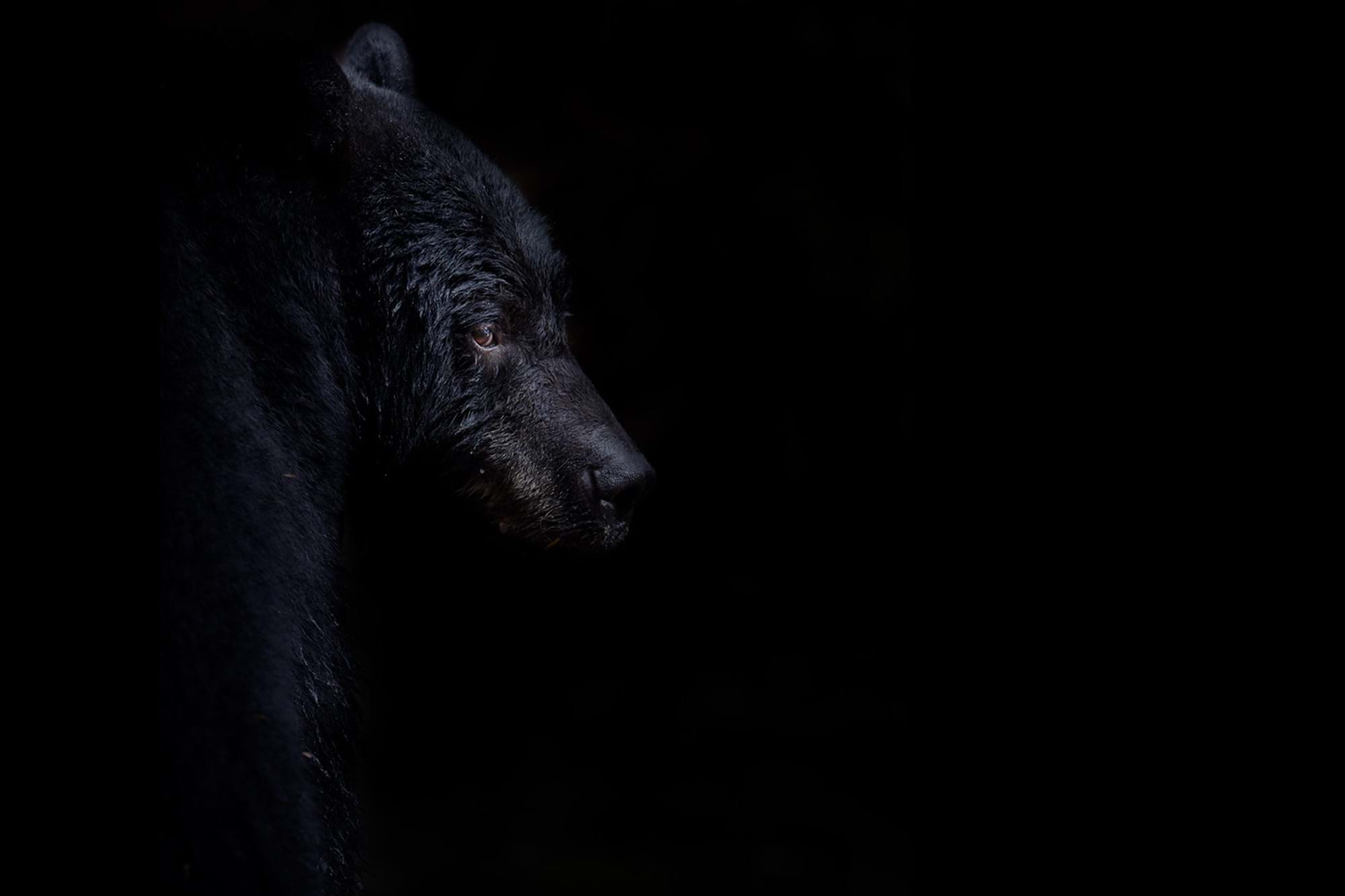 black bear side profile