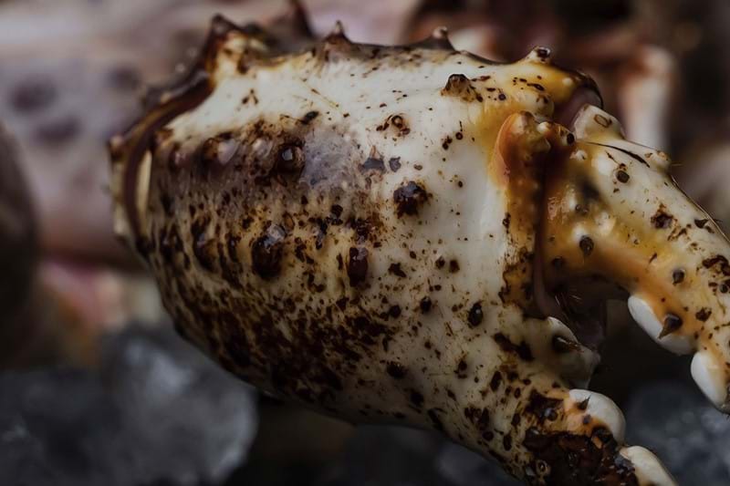 close up crab claw