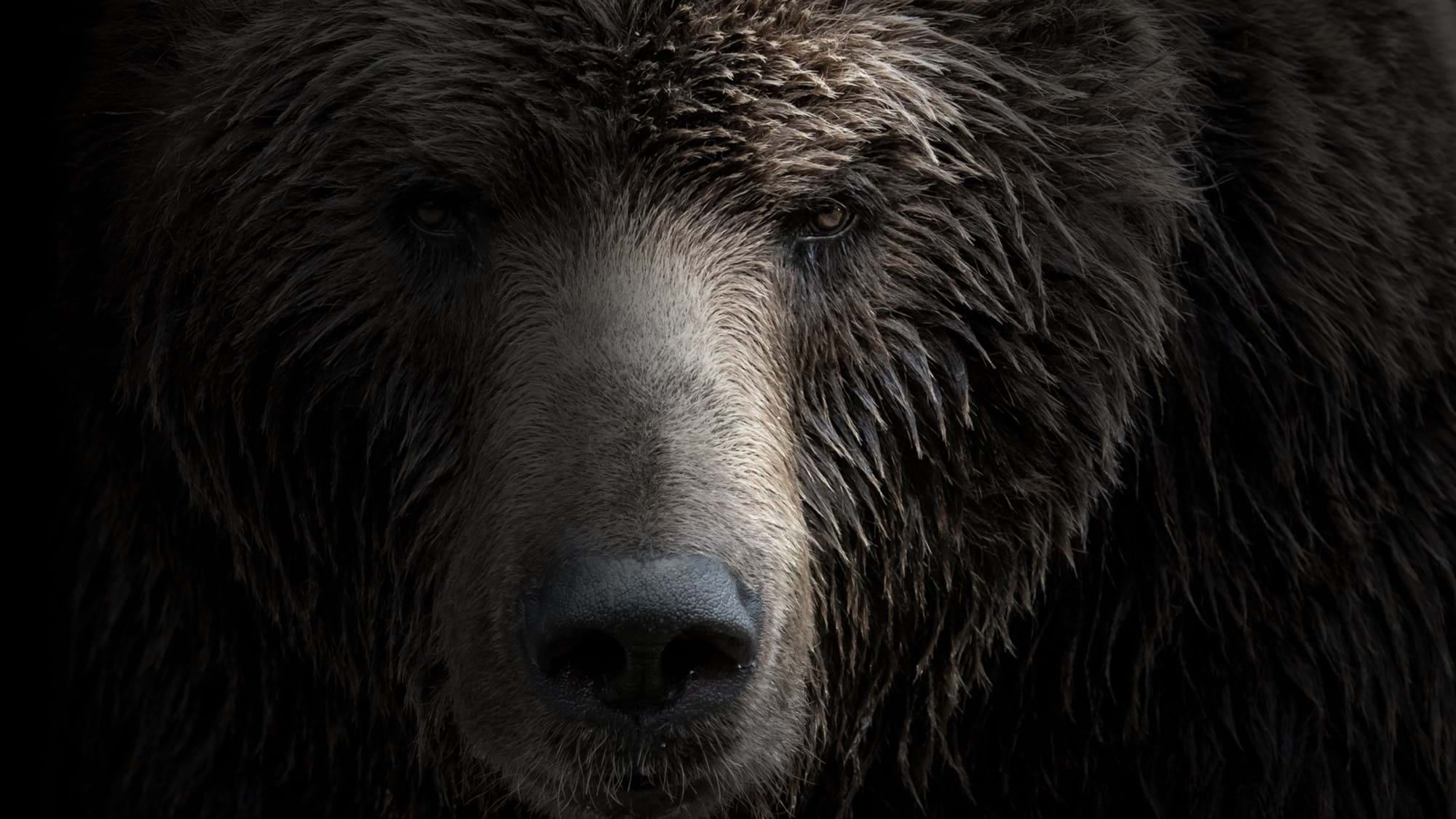 bear face