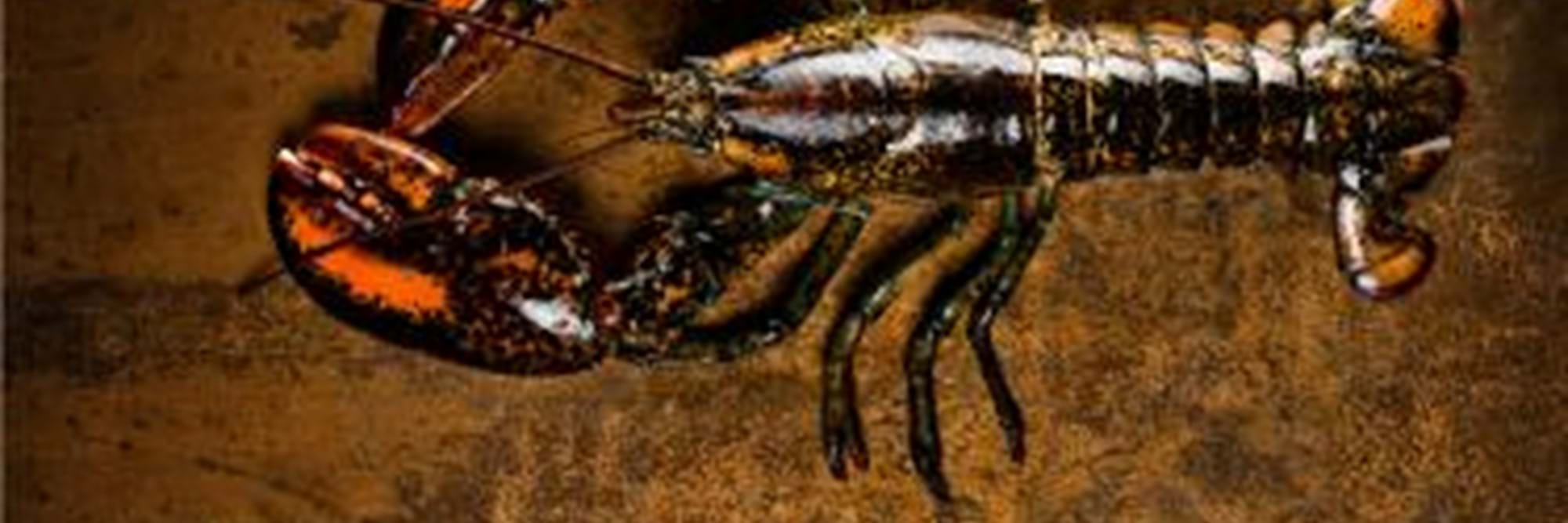 Lobster 1